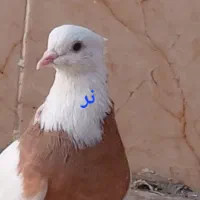 جفت طوقی پرتغالی خال سیاه بدون غلط از بهترین نسل|پرنده|اهواز, یوسفی|دیوار