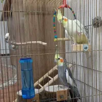 جفت عروس هلندی