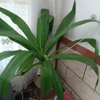 گل درجه یک|گل و گیاه طبیعی|فیروزآباد (فارس), |دیوار