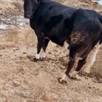 گاوهلشتاین باگوساله