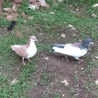 کبوتر|پرنده|چگنی, |دیوار