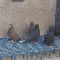 کفتر دم سفید و سینه سبز و دمبی|پرنده|صدرا-فارس, فاز ۱|دیوار