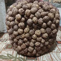 گردو تازه