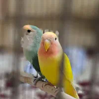 جفت برزیلی بالغ کار داده|پرنده|ساری, |دیوار