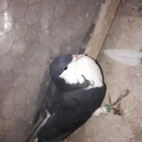 سبز پولکی . سده سیاه . سده افشون|پرنده|سبزوار, قصبه شرقی|دیوار