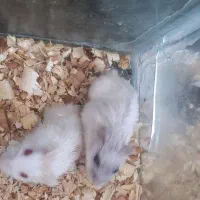 همستر کمپل|موش و خرگوش|تبریز, |دیوار