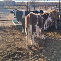 فروش تعدادی گوساله نر و ماده سیمینتال|حیوانات مزرعه|بسطام, |دیوار