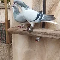 بدرنگ ،سیاپوش