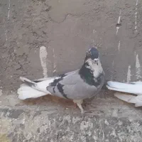 کبوتر قارایی