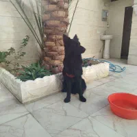 سگ ژرمن بلک