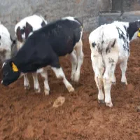 سیمینتال فروشی|حیوانات مزرعه|ساروق, |دیوار