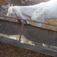 بز پاکستانی|حیوانات مزرعه|کرمان, |دیوار