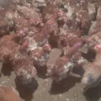مرغ گلپایگان تخمگذار رسمی بومی محلی  خروس گوشتی|حیوانات مزرعه|تهران, صادقیه|دیوار