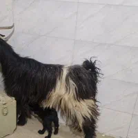 بز و بزغاله