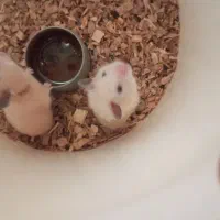 همستر|موش و خرگوش|یزد, |دیوار