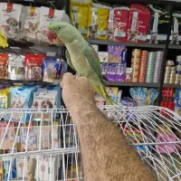 شاه طوطی نر تازه طوق انداخته
