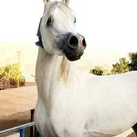 به کارگر خانم اقا پرورش اسب نیازمندیم