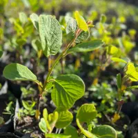 نهال کیوی هایوارد و خونی یکساله