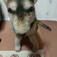 عروسک گرگی|اسباببازی|اسلامشهر, شهرک مهدیه|دیوار