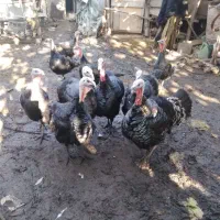 بوقلمون نر و ماده|حیوانات مزرعه|سنگر, |دیوار