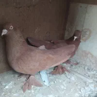 چند جفت کبوتر|پرنده|تبریز, |دیوار