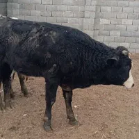 سلام چند ارس گوساله