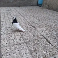 کبوتر