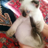 توله گربه سیامی های محشر|گربه|تهران, جیحون|دیوار