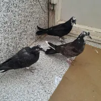 کبوتر سیاه|پرنده|شاهین دژ, |دیوار