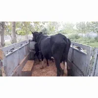فروش گاو ۴ ماه شکم سرشاخ بلند ۱۳۰ کیلو گاو درشت