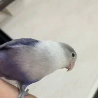 عروس کوتوله ناز