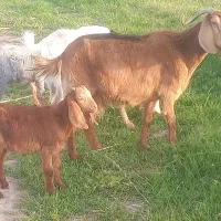 بز و بزغاله جوان