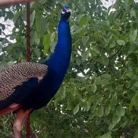 طاووس مصری|پرنده|گرگان, |دیوار