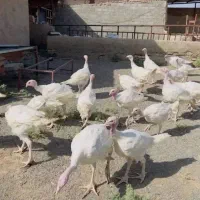 بوقلمون برنز و بیوتی و برنز|حیوانات مزرعه|دهگلان, |دیوار