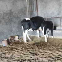 گاو شیری جوان همراه گوساله|حیوانات مزرعه|شال, |دیوار