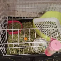 خرگوش|موش و خرگوش|پردیس, فاز ۸|دیوار