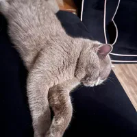 فروش گربه بریتیش سیلور