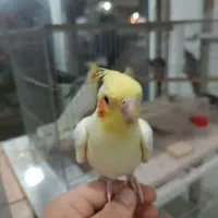 جوجه عروس هلندی لتینو و سیامون آماده سخنگوع کردن