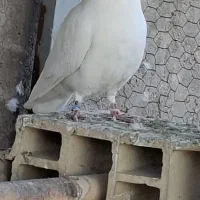 کفتر سفید پاک