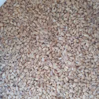 فروش گندم درجه یک