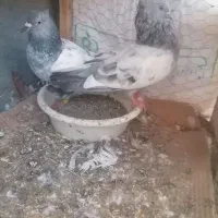 سبزدم سفید سینه سبز
