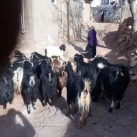 ۱۸ عدد بز مالچه