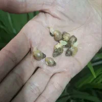 جوجه حلزون|خزنده|تهران, لویزان|دیوار