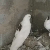 پشت خال سرخ نر|پرنده|گنبد کاووس, |دیوار