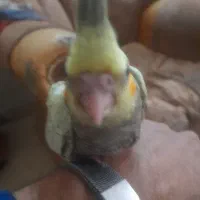 جوجه عروس هلندی