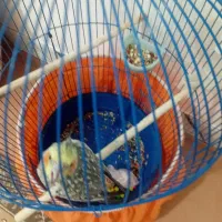 عروس هلندی ماده آماده تخم گذاری|پرنده|قم, علی آباد سعدگان|دیوار