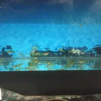 ماهی گوپی مولد کلی و جزئی