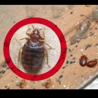 سمپاشی منزل سوسک ساس کرج فردیس مارلیک ملارد صفادشت