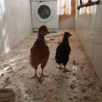 دوعدد مرغ دو ماهه
