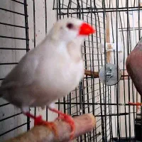 فنچ کرواتی جفت مولد|پرنده|تهران, دبستان|دیوار